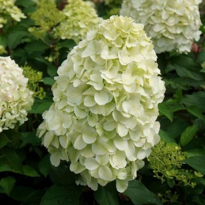 Hortensia paniculé Hercules ® - Leaderplant