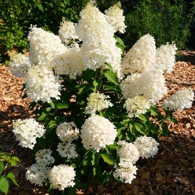 Hortensia paniculé Hercules ® - Leaderplant