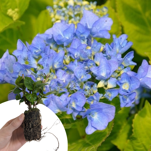 Hortensia Nikko Blue en mini-motte - Leaderplant