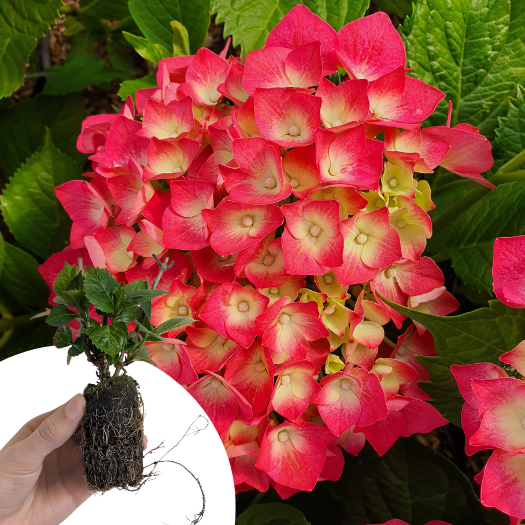 Hortensia Leuchtfeuer en mini-motte - Leaderplant
