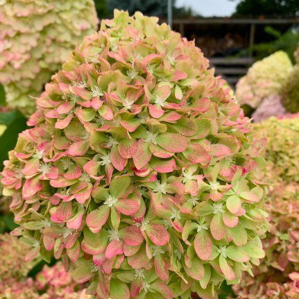Hortensia paniculé Pixio - Leaderplant