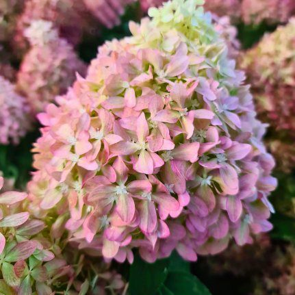 Hortensia paniculé Pixio - Leaderplant