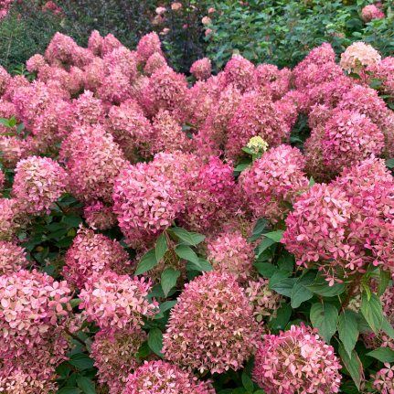 Hortensia paniculé Pixio - Leaderplant