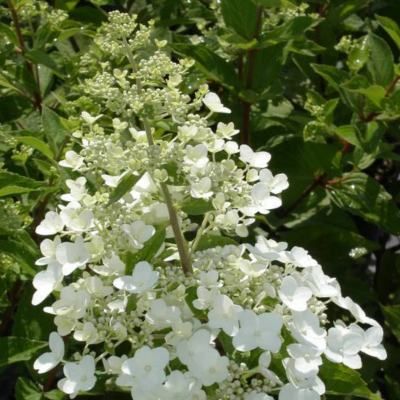 Hortensia paniculé Unique ® - Leaderplant
