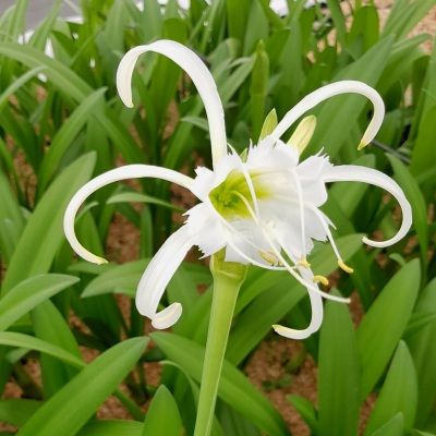 Amaryllis Lys Araignée - Hymenocallis - Leaderplant