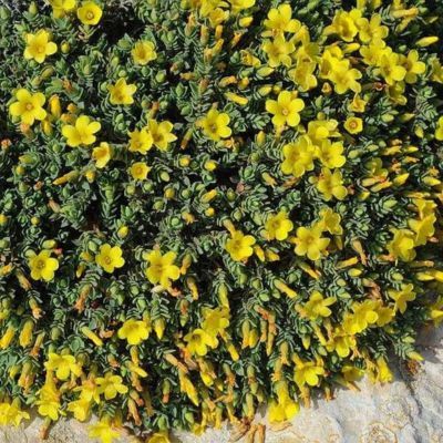 Millepertuis d’Égypte  - Leaderplant