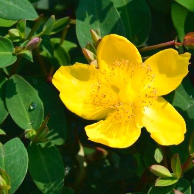 Millepertuis Moserianum - Leaderplant