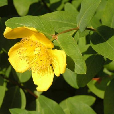 Millepertuis Moserianum - Leaderplant