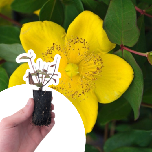 Millepertuis Moserianum en mini-motte - Leaderplant