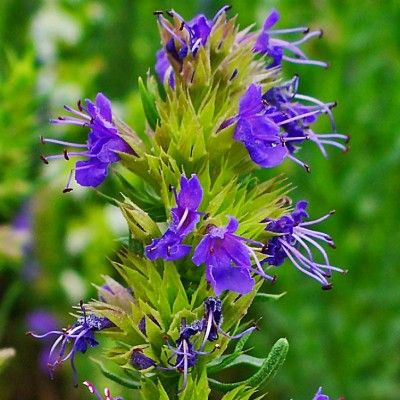 Hysope officinale - Herbe sacrée - Leaderplant