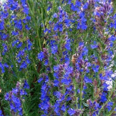 Hysope officinale - Herbe sacrée - Leaderplant