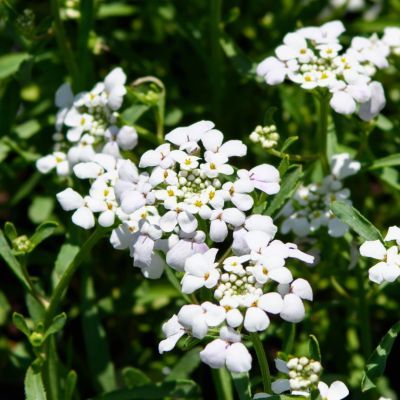 Corbeille d'argent First Flush ® Grace - Leaderplant