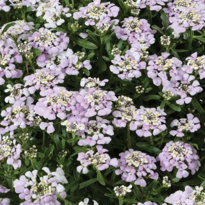 Corbeille d'argent First flush ® Lavander - Leaderplant