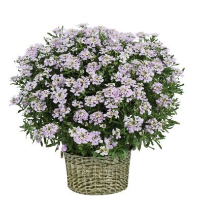 Corbeille d'argent First flush ® Lavander - Leaderplant