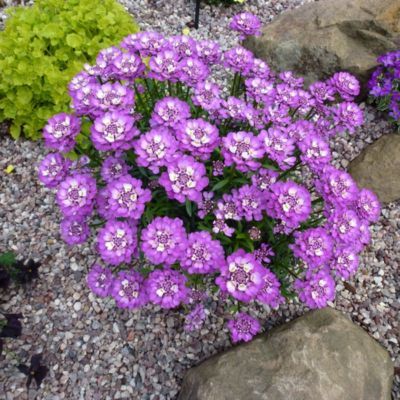 Corbeille d'argent Absolutely Amethyst  - Leaderplant