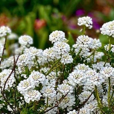 Corbeille d'argent Appen Etz - Leaderplant