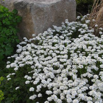 Corbeille d'argent Appen Etz - Leaderplant