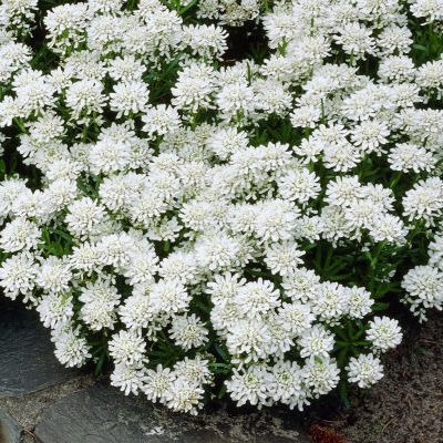 Corbeille d'argent Snowflake - Leaderplant