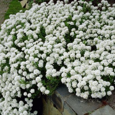 Corbeille d'argent Snowflake - Leaderplant