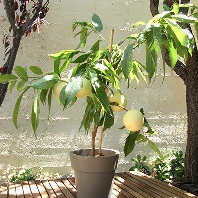 Pêcher nain Ice Peach Gelo ® Fruit Me ® - Leaderplant