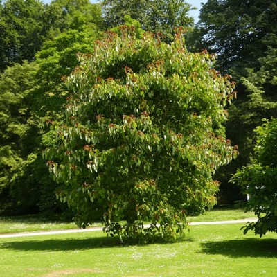 Idesia Polycarpa - Leaderplant