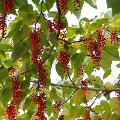 Idesia Polycarpa - Leaderplant