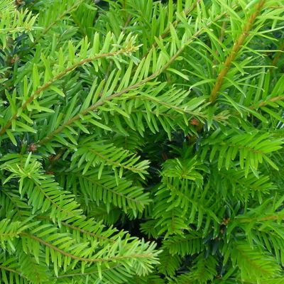 If commun - Leaderplant