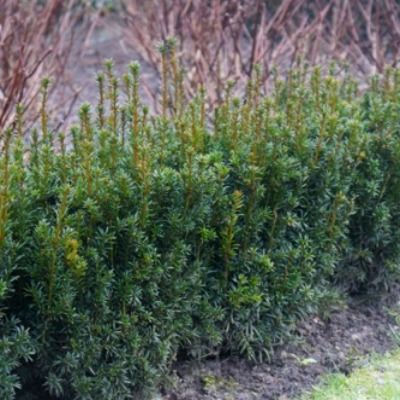 If colonnaire Rising Star ® - Leaderplant