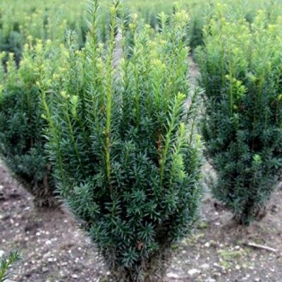 If colonnaire Rising Star ® - Leaderplant