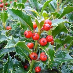 Houx commun femelle à fruits rouges - Leaderplant