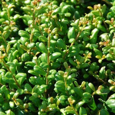 Houx crénelé Convexa - Leaderplant