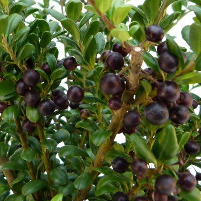 Houx crénelé Convexa - Leaderplant