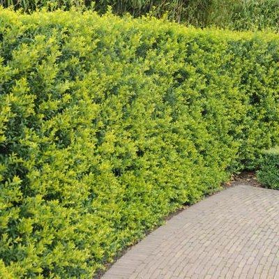 Houx crénélé Green Hedge - Leaderplant