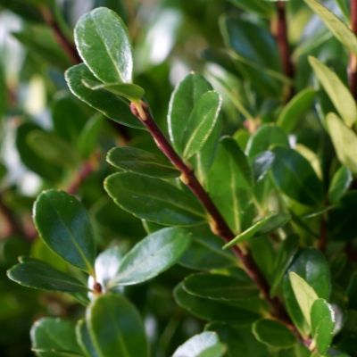 Ilex - Houx crénelé Luxus Globe ® - Leaderplant