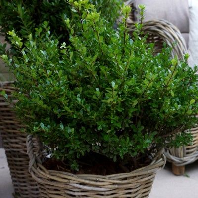 Ilex - Houx crénelé Luxus Globe ® - Leaderplant