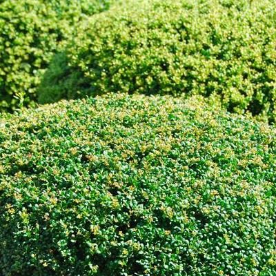 Houx Buis de Bordure evergreen  - Leaderplant
