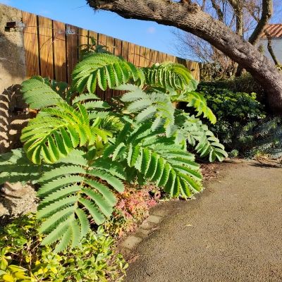 Grande Mélianthe - Leaderplant