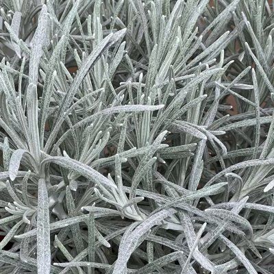 Immortelle de Corse Weiss Wonder - Leaderplant