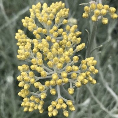 Immortelle de Corse Weiss Wonder - Leaderplant