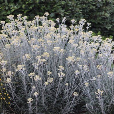 Immortelle de Corse Weiss Wonder - Leaderplant