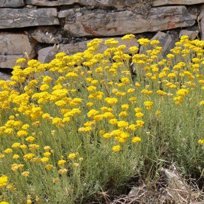 Immortelle de Corse / Plante à Curry / Immortelle d'Italie - Leaderplant