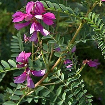 Indigotier - Leaderplant