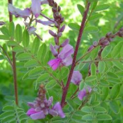 Indigotier - Leaderplant