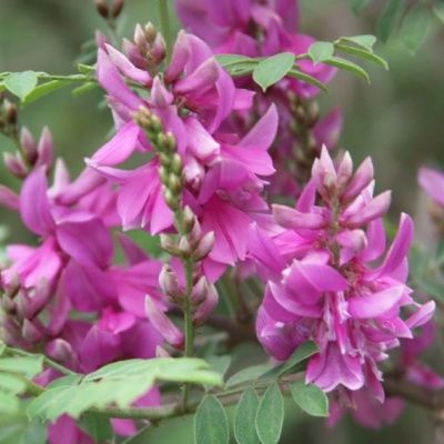 Indigotier - Leaderplant