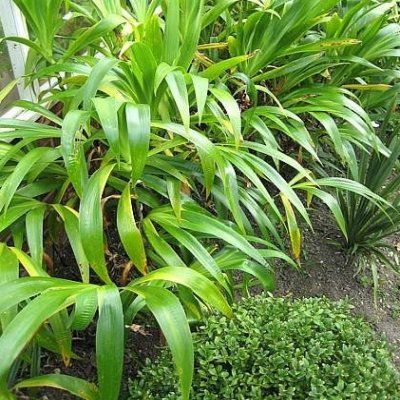 Iris Bambou - Leaderplant