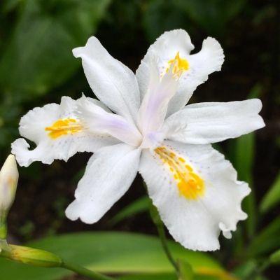 Iris Bambou - Leaderplant