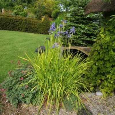 Iris de Sibérie Fran's Gold ® - Leaderplant