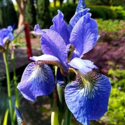 Iris de Sibérie Fran's Gold ® - Leaderplant