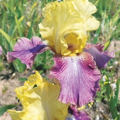 Iris germanica Distant Chimes (1 bulbe) - Leaderplant