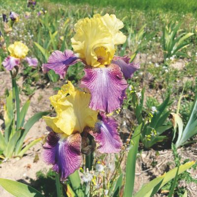 Iris germanica Distant Chimes (1 bulbe) - Leaderplant